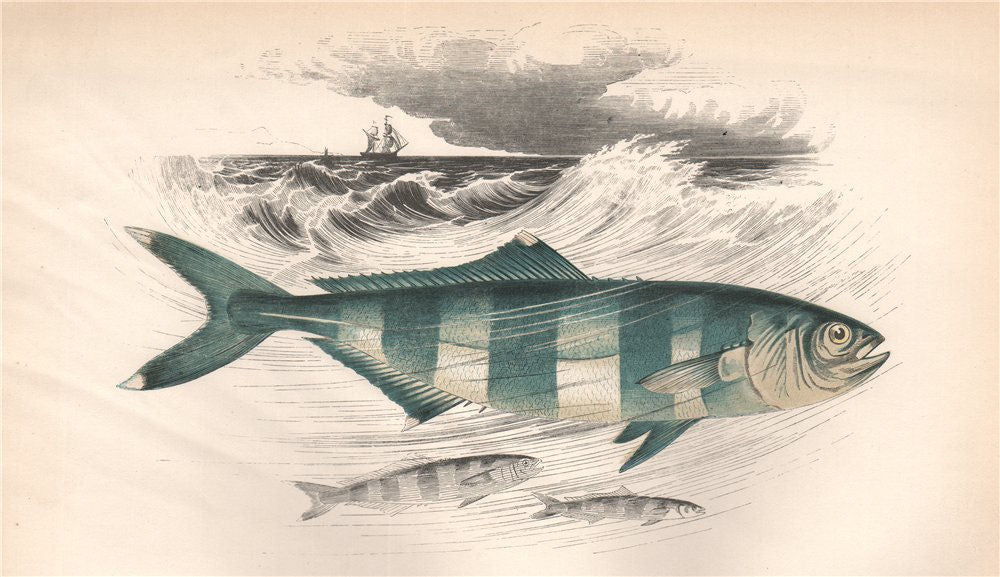 PILOT FISH. Naucrates Ductor. COUCH 1862 old antique vintage print picture